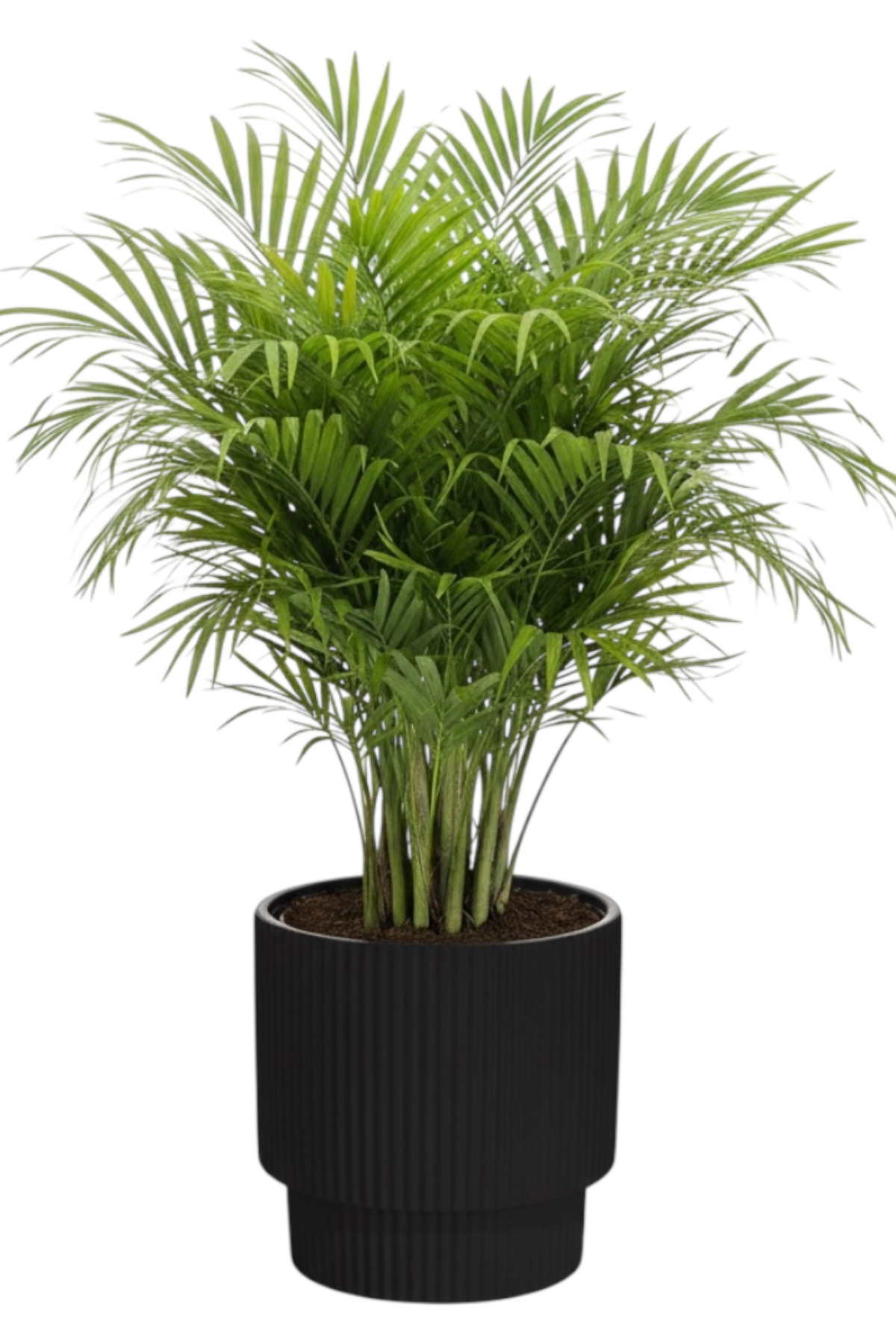 サイカスルンフィー 約150cm SERİNOVA Vega Saksı 29x29 20 Litre Masa Saksı - Fiyatı, Yorumları