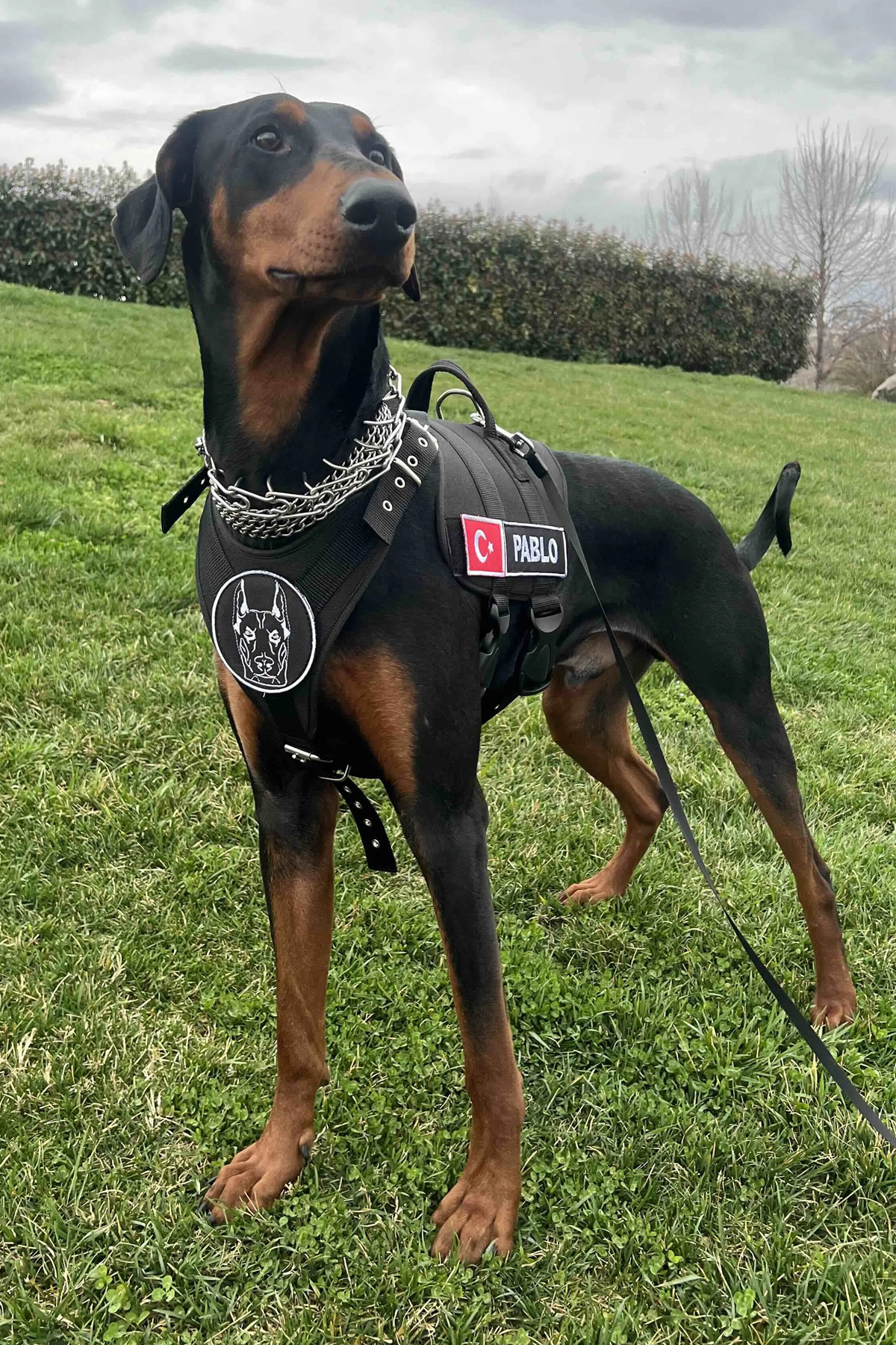 MgTasma Kişiye Özel, isimli K9 Köpek Tasması, Göğüs Ve Sırt Tasması Seti