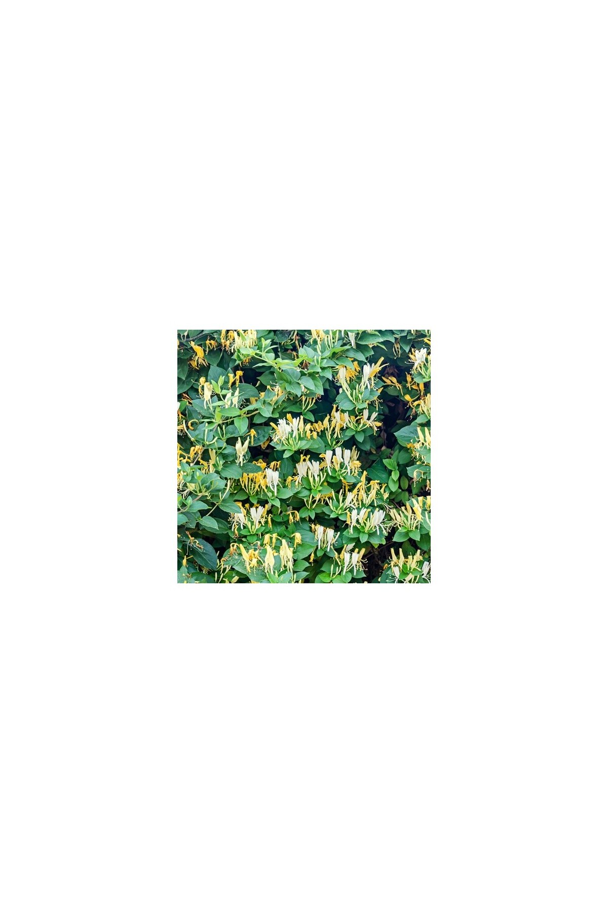 Intense Scented Honeysuckle Seedling 10-20 cm