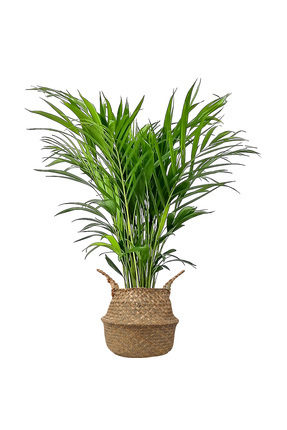 Fidanburada Areka Palmiyesi (Dypsis Lutescens) Liora Hasır Saksılı