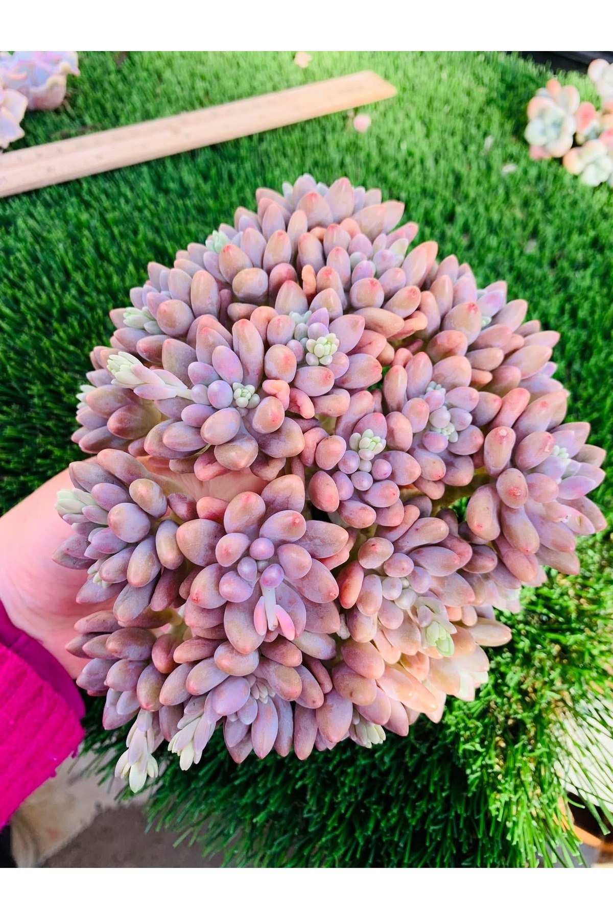 SukuLand echeveria Stella Lou Kore ithal özel tür sukulent 5,5cm