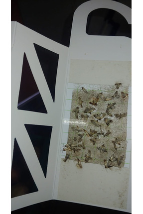 doğukan Güve Kelebeği Feromonu, yapışkan tuzak, güve çekici yapışkan kağıt, g...