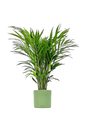 Fidanburada Areka Palmiyesi-areca Dypsis Lutescens - Mint Yeşili Ruby Saksılı