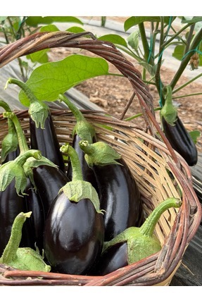 Granbusa Patlıcan Paketi 2kg Karışık