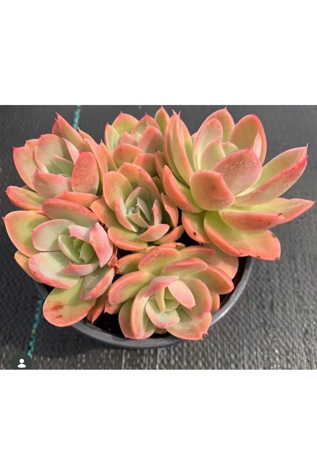 SukuLand Echeveria Silk Veil kore ithal özel tür sukulent 5,5cm