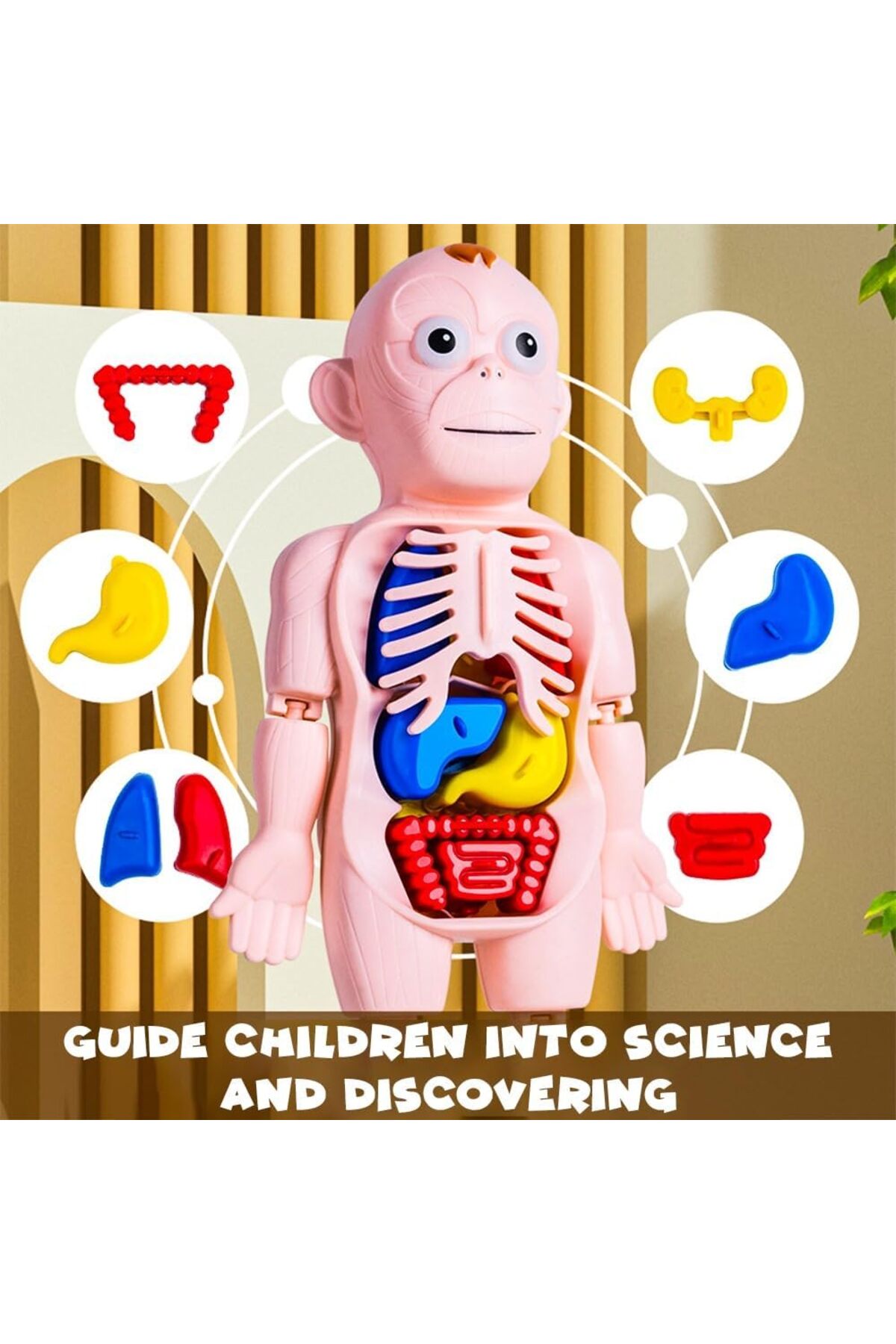 مجموعه مونتاژ قطعات بدن انسان – مدل آناتومی ۱۳ تکه قابل جداسازی