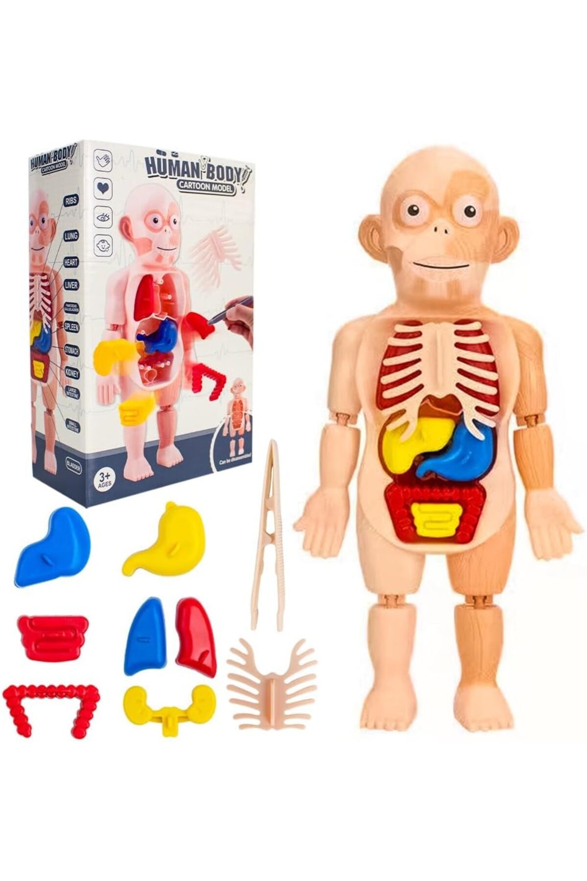 مجموعه مونتاژ قطعات بدن انسان - مدل آناتومی ۱۳ تکه قابل جداسازی