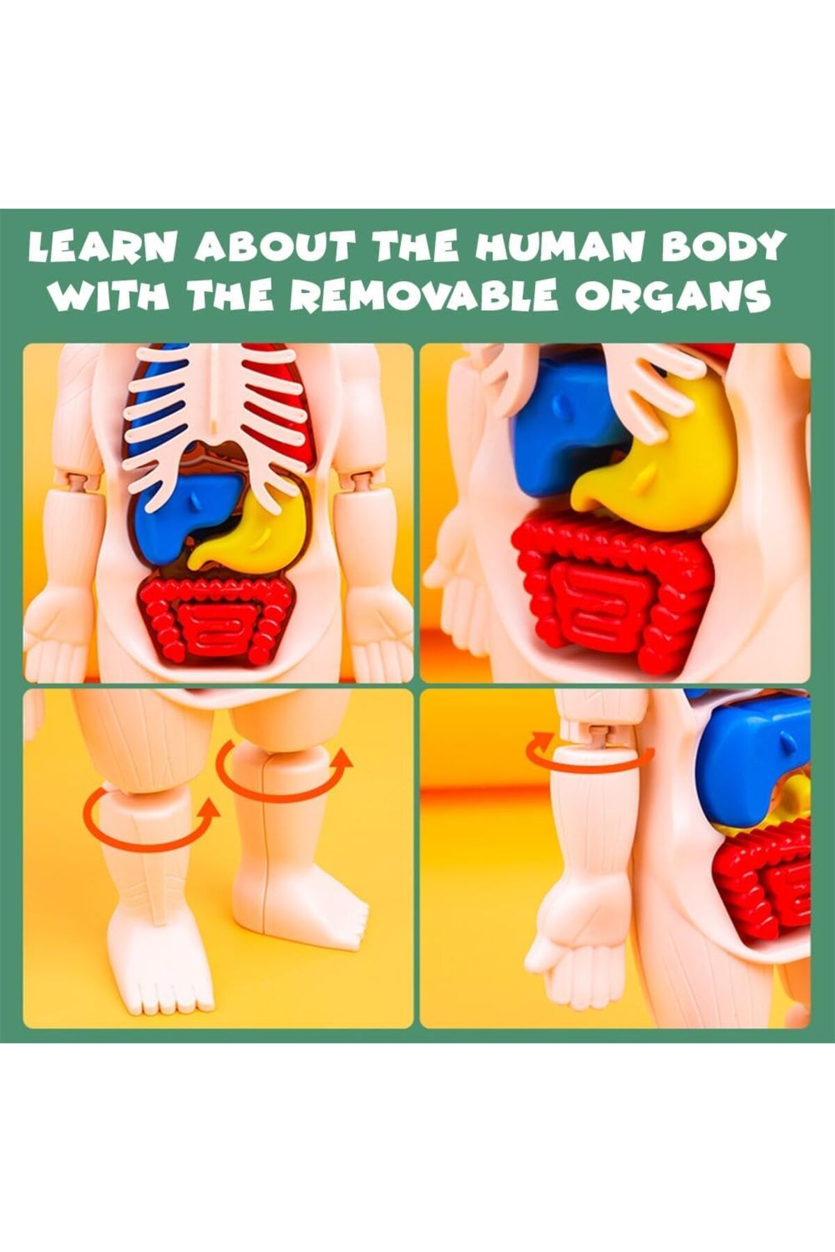 مجموعه مونتاژ قطعات بدن انسان – مدل آناتومی ۱۳ تکه قابل جداسازی