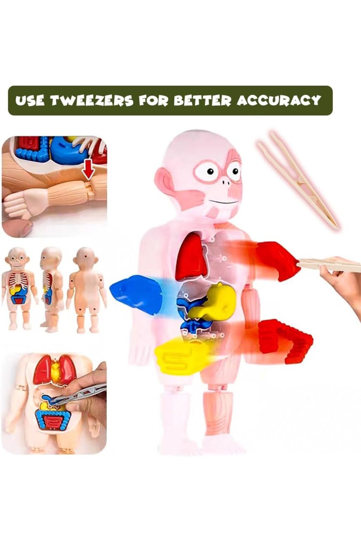 مجموعه مونتاژ قطعات بدن انسان – مدل آناتومی ۱۳ تکه قابل جداسازی