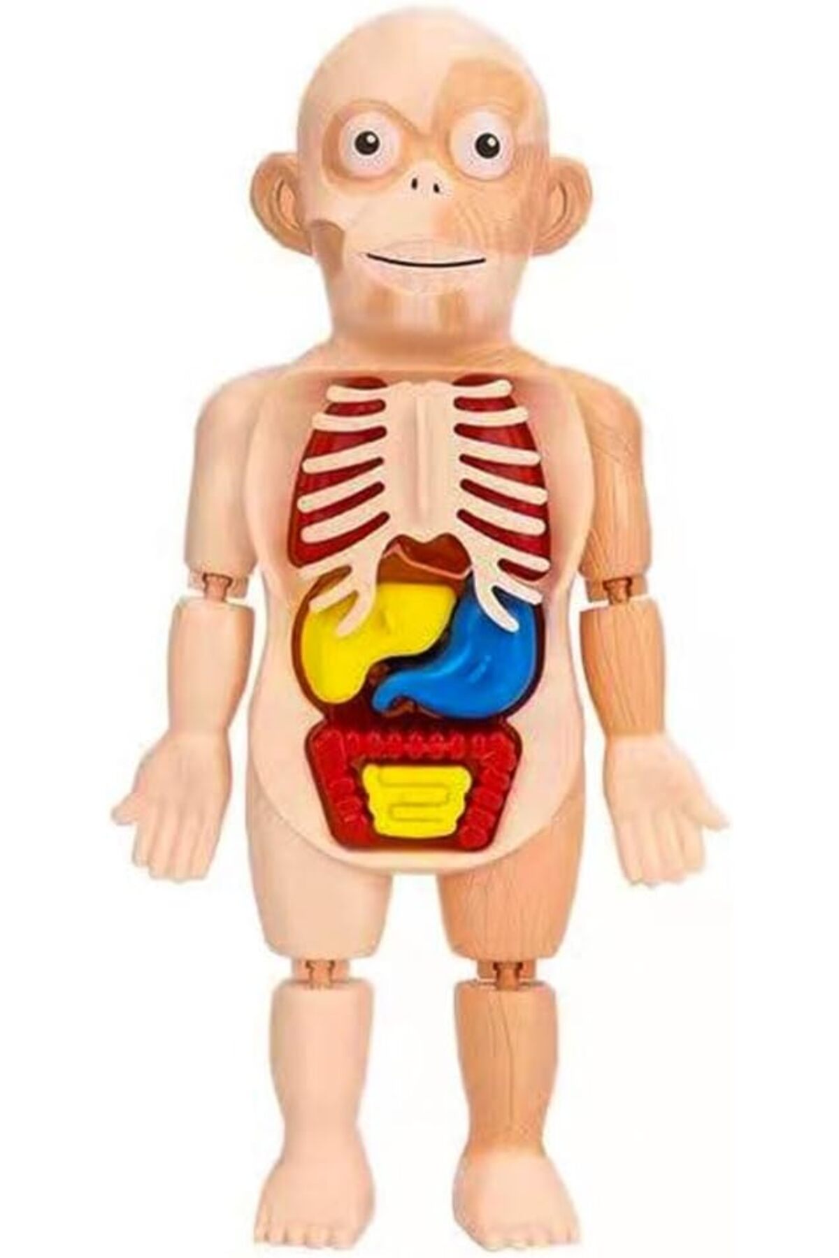 مجموعه مونتاژ قطعات بدن انسان – مدل آناتومی ۱۳ تکه قابل جداسازی