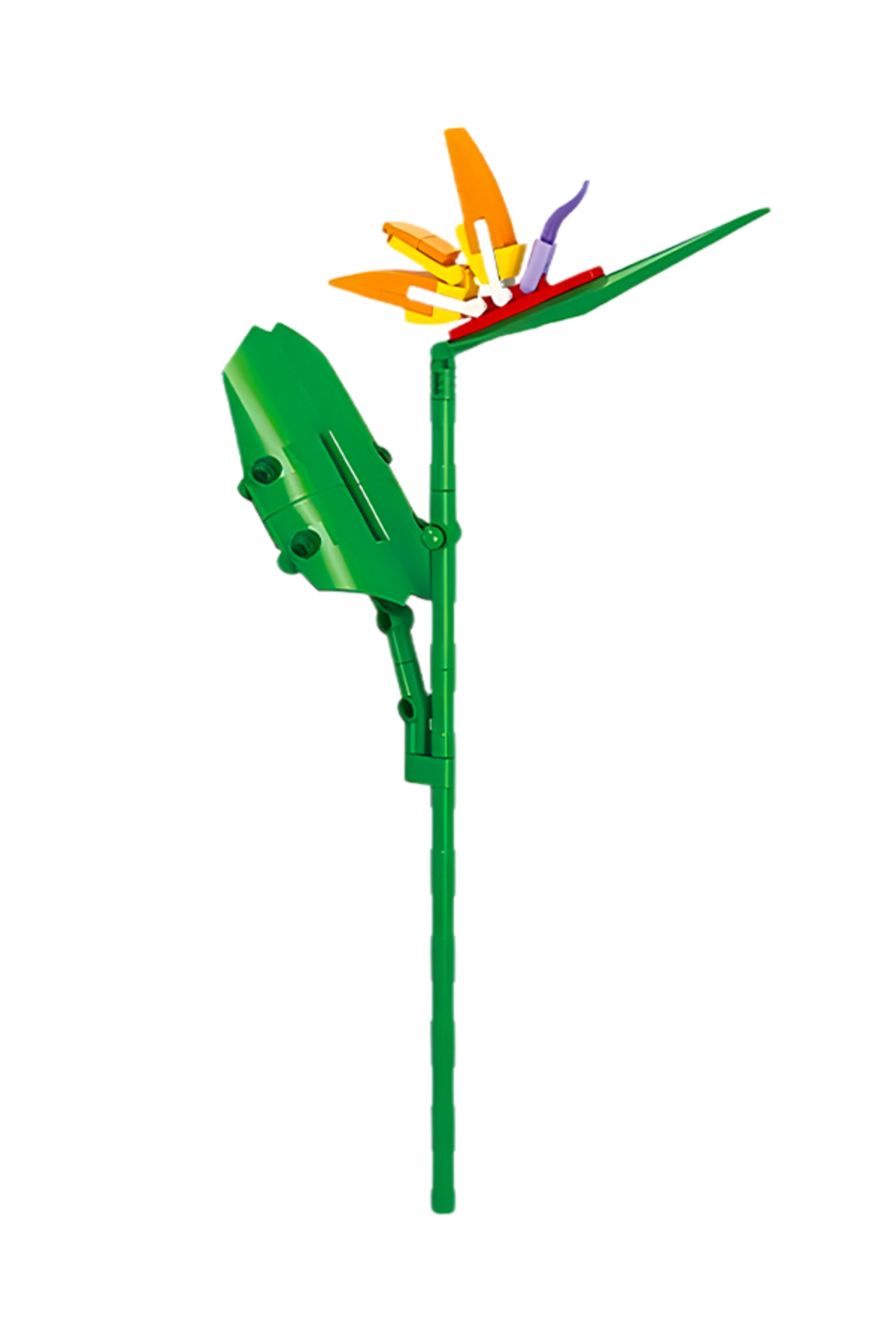 سری گیاهان، بلوک گل‌فروشی استریلیتزیا رگینه ۸۸۵۶ ۹