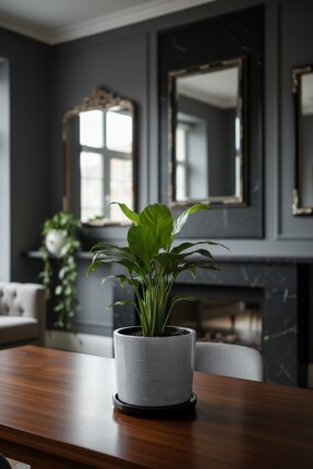 EL YAPIMI Büyük Boy Özel Tasarım Beton Saksı Tabak 20 Cm ( 5 Lt. )