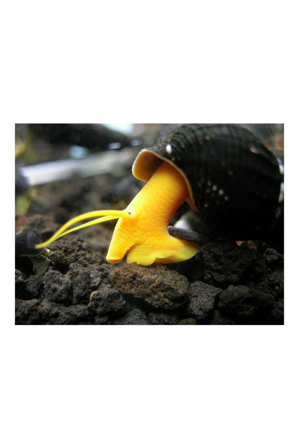 İthâl Bitki Poso Orange Rabbit Snail Salyan goz 2 Adet Straforlu