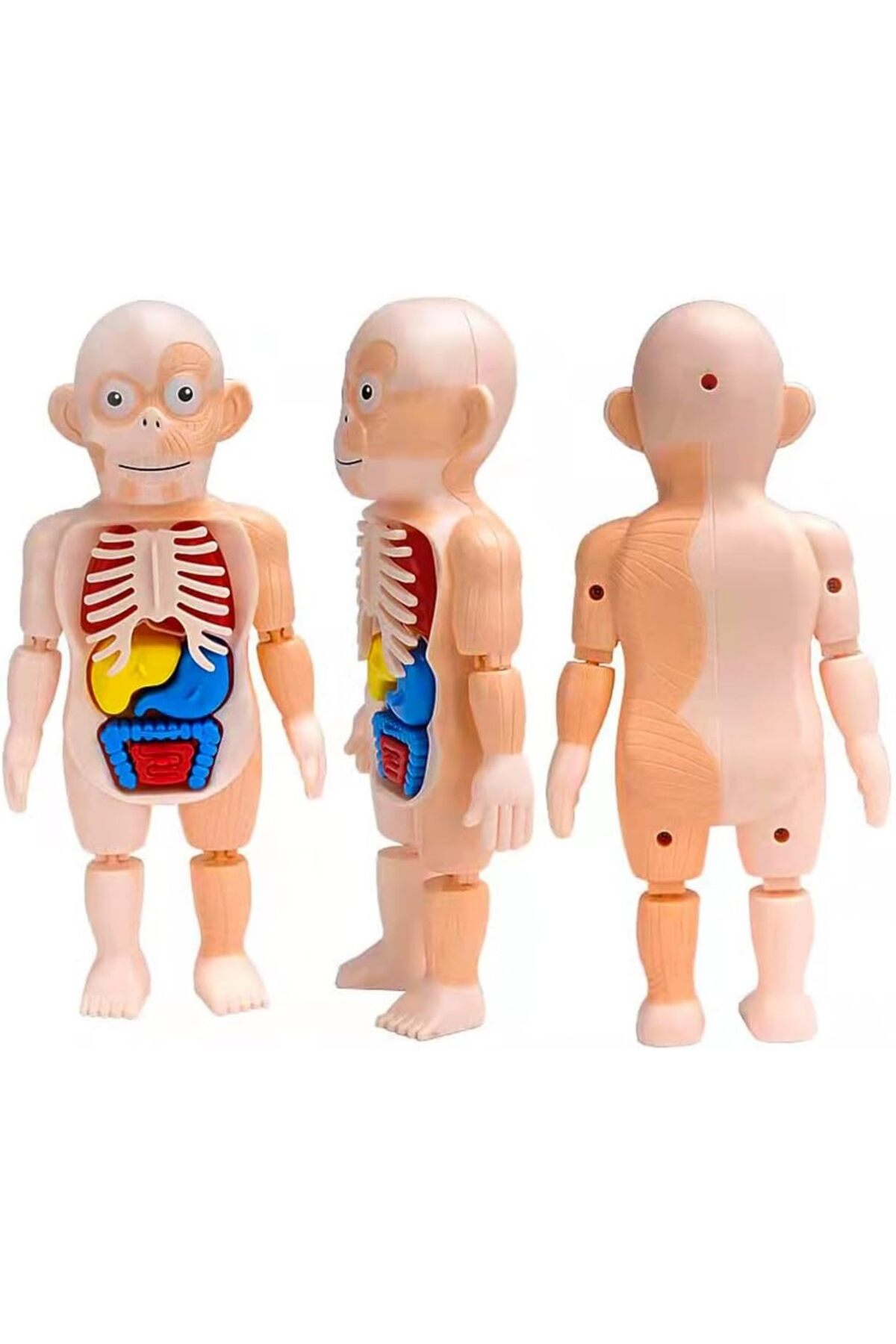 مجموعه مونتاژ قطعات بدن انسان – مدل آناتومی ۱۳ تکه قابل جداسازی