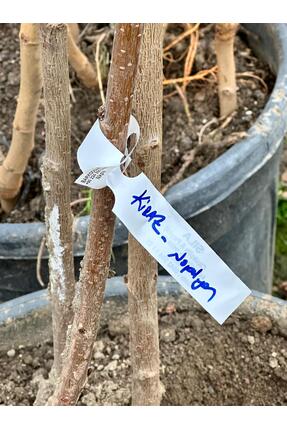 sıla peyzaj ve çiçekçilik Açık Kök Napolyon Kiraz Fidanı – Yüksek Verimli, Aş...