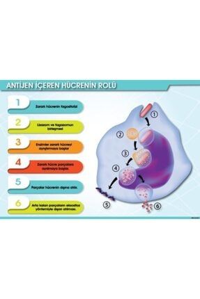 Antijen Içeren Hücrenin Rolü Afişi (vinil) 35x50 Cm afbiyoloji50v