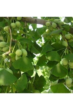 Ginkgo Biloba Mabet Ağacı Fidanı bursatarım-sb-gb