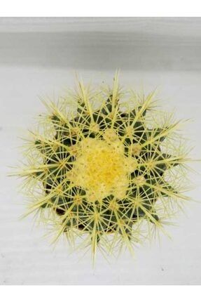Echinocactus Grusonii, Altın Varil Kaktüs , Altın Top TR6735-ALTN
