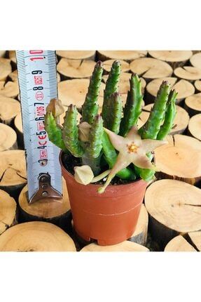 Stapelia Divaricata Cactus Somon Yıldız Çiçek Açan Nadir Kaktüs 88979