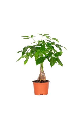gardenkoala Para Ağacı (Örgülü) – Pachira aquatica – 12 cm Saksı