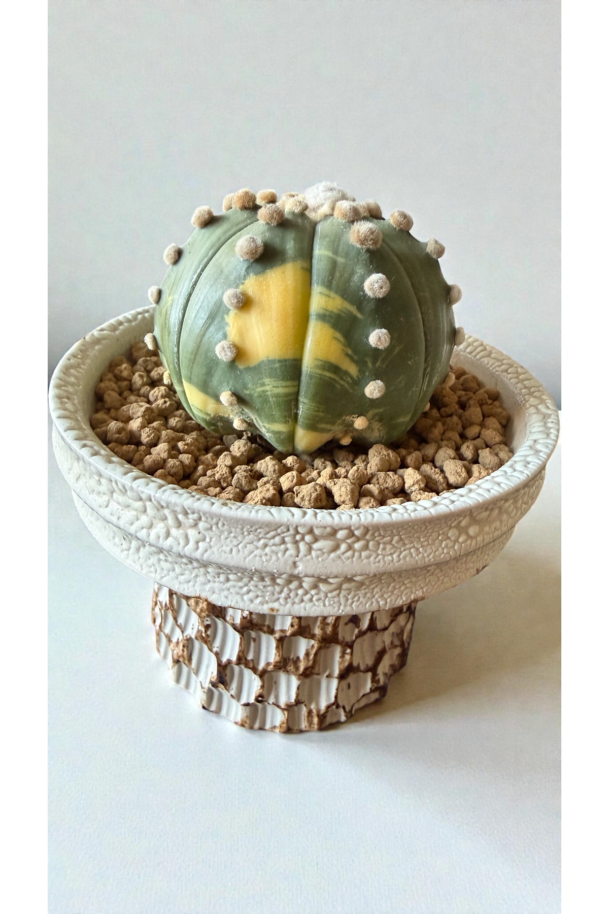 その他 OZWRT Spirit of Astrophytum ATLANTE CACTUS Astrophytum Asterias Variegated “OOIBO” 6 cm
