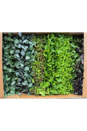 Öztürk Fide KARIŞIK HOBİ SETİ 2