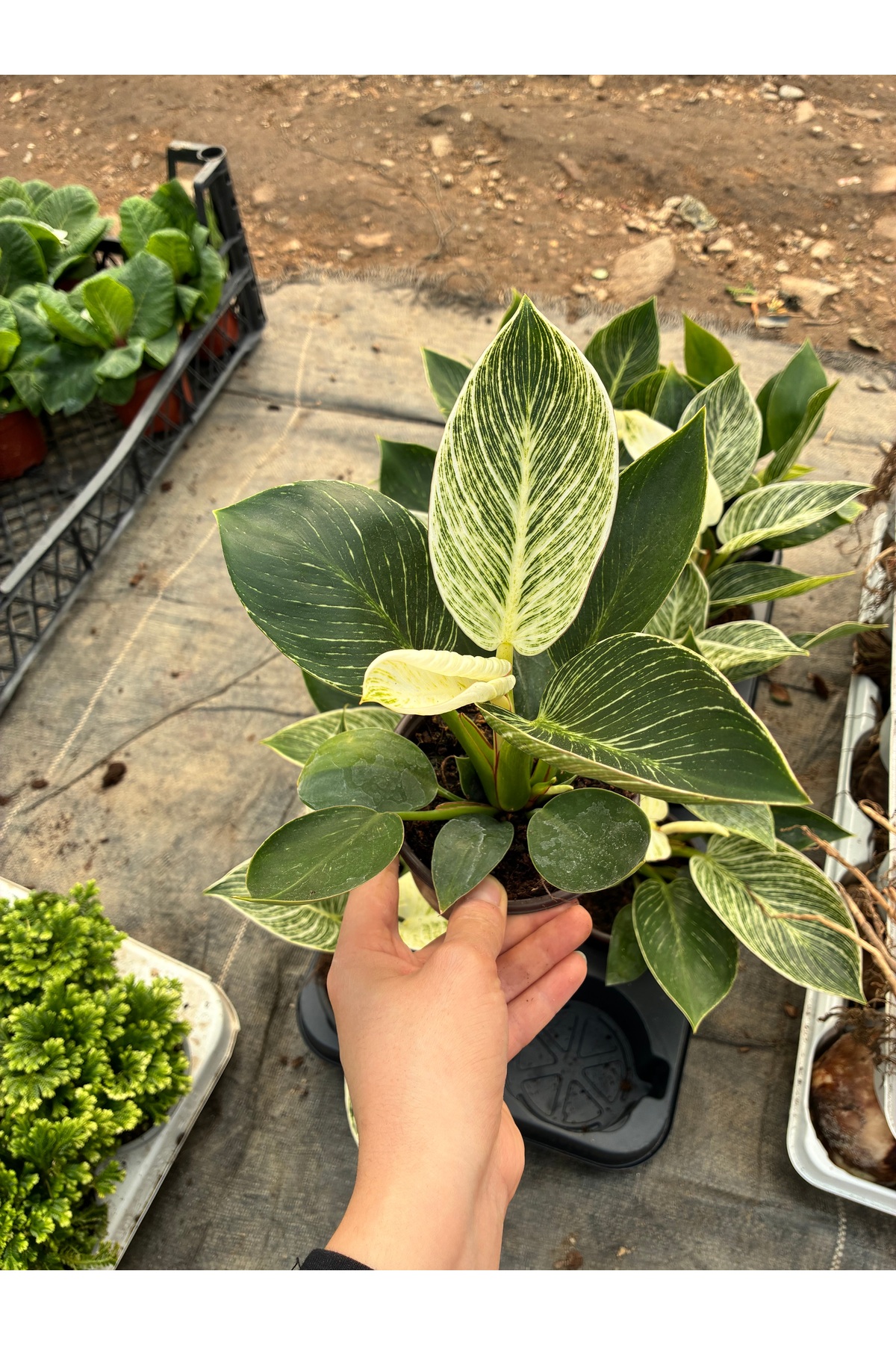 potted plant Assorted 4" Indoor House Plants  Merle's Flower Shop
