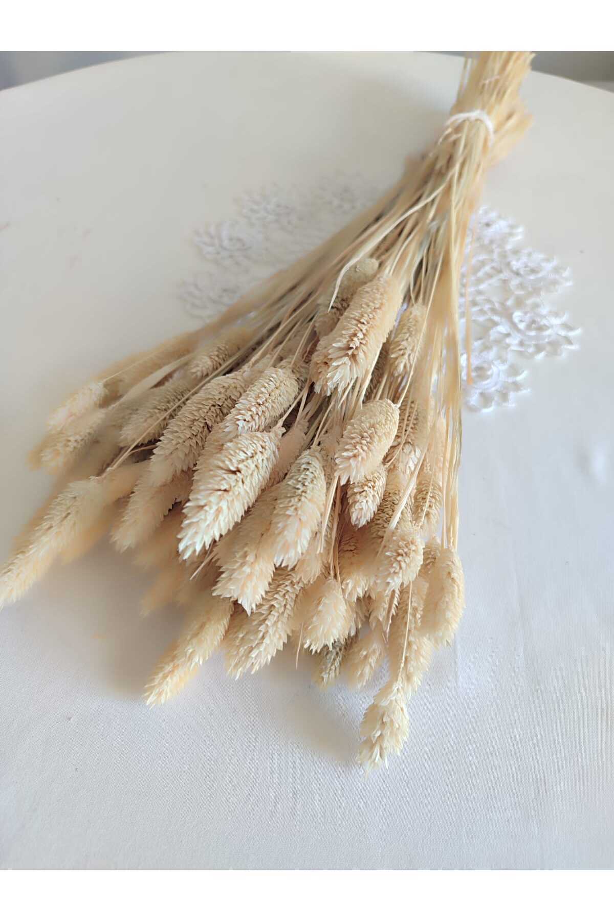 Chickweed Palaris Dry Flower Cream