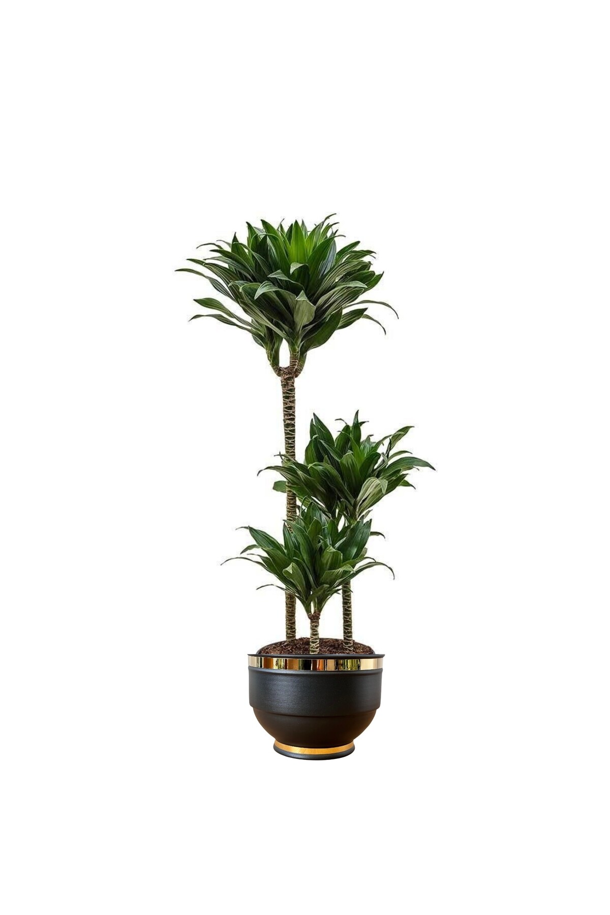 BitkiKapında Dracaena Fragrans Janet 3 Gövdeli (Dracena Compacta