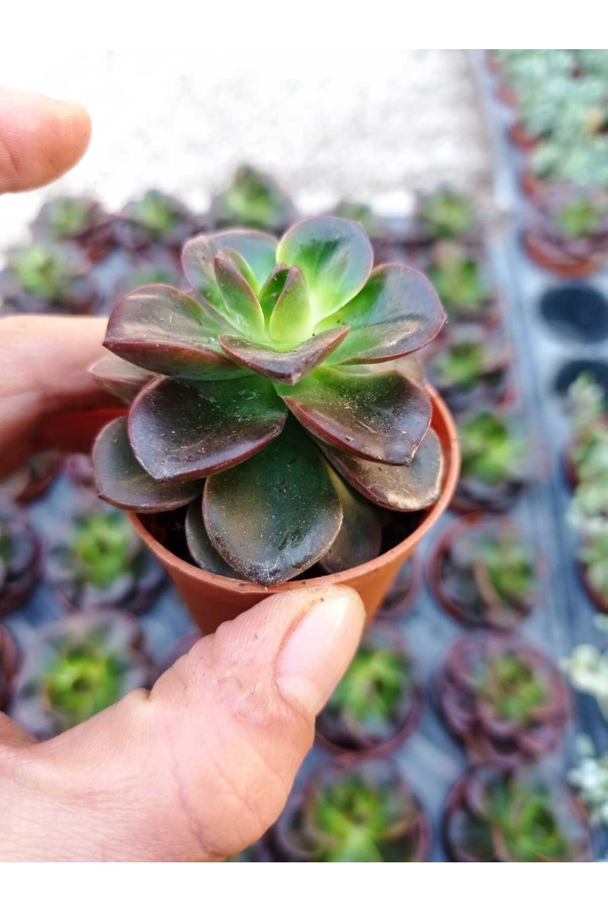 cantropikal Echeveria melaco - 5.5 cm Saksıda - Sukulent - Fiyatı