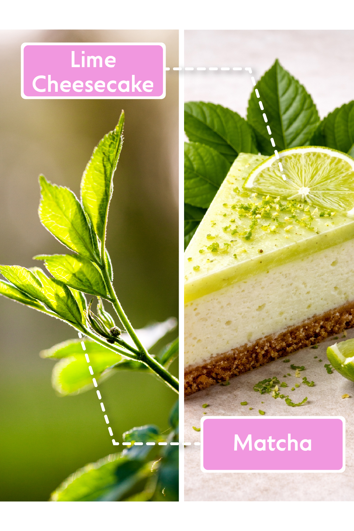 Lime Cheesecake Matcha Vücut Losyonu 150 ML — AJ.09.00012 — تصویر 6 از 7