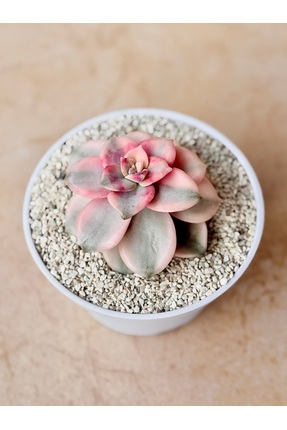 Mialys İthal Sukulent ‘Purple Delight Variegata’ – Kore Koleksiyonluk Özel Tü...