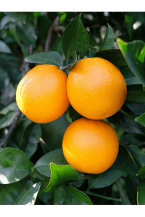 Labari 1 Kg Portakal Anamur Portakalı Akdeniz Portakalı