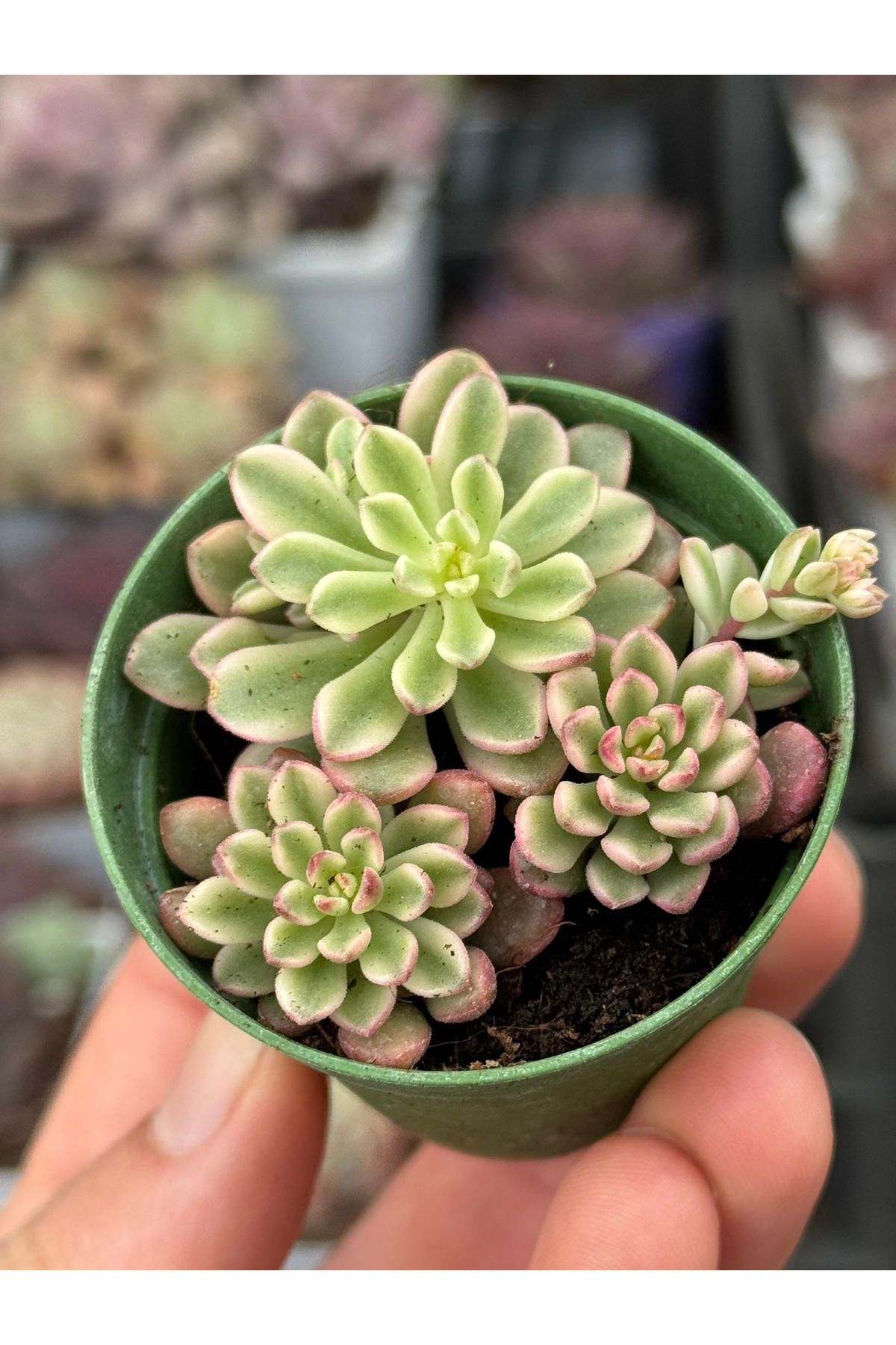 SukuLand Sedum Joyce Tulloch Variegata Kore ithal koleksiyonluk