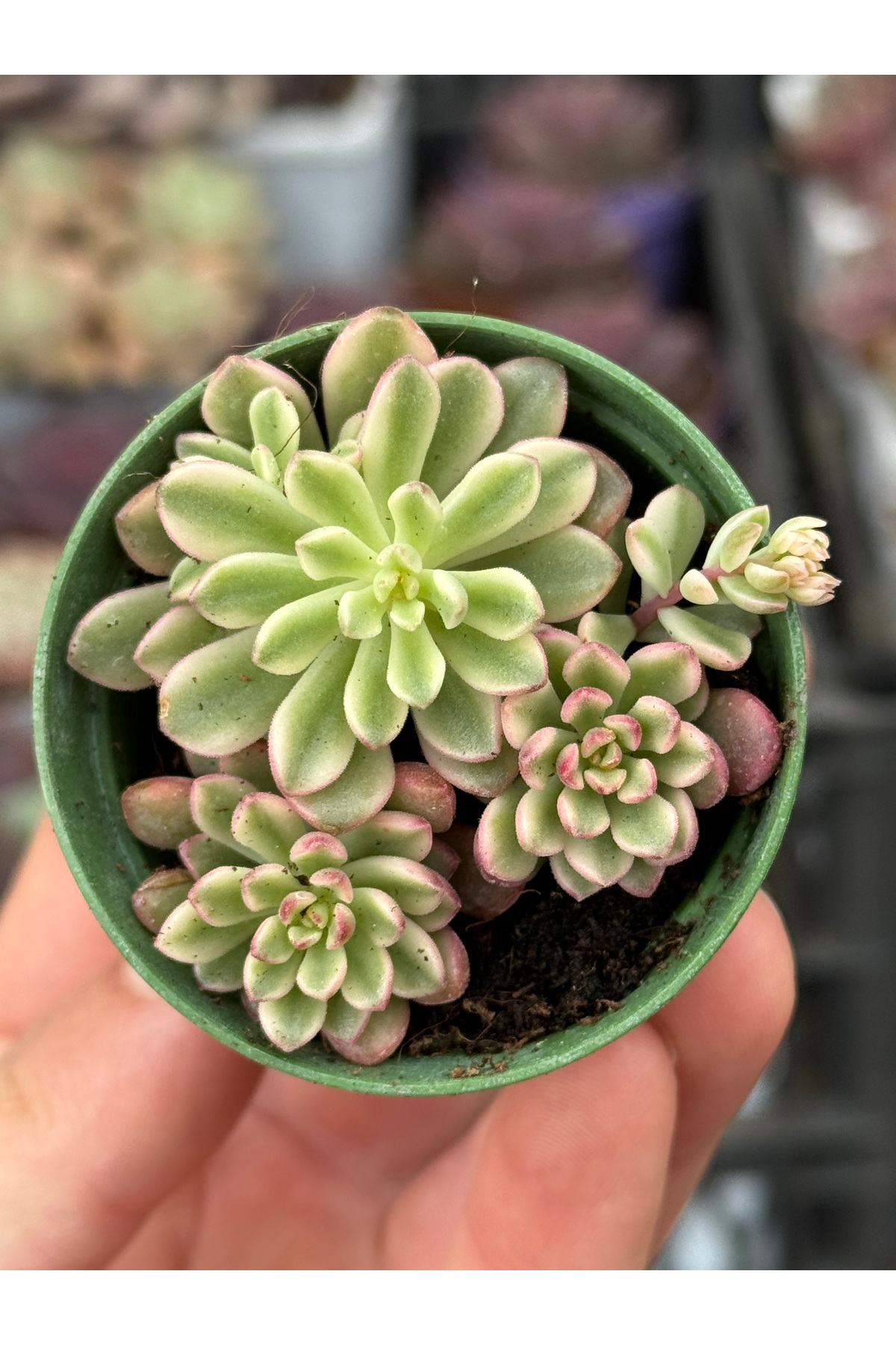 SukuLand Sedum Joyce Tulloch Variegata Kore ithal koleksiyonluk