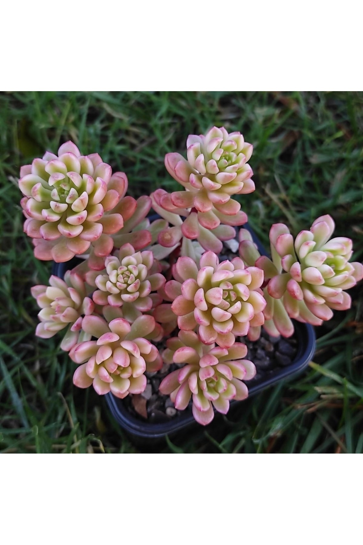 itdogs スイートフラワーチュチュXS SukuLand Sedum Joyce Tulloch Variegata Kore ithal koleksiyonluk