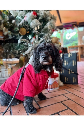 Lorico Önü Çıt Çıtlı Kapüşonlu Su Geçirmez Yağmurluk (KÜÇÜK VE BÜYÜK IRK KÖPE...
