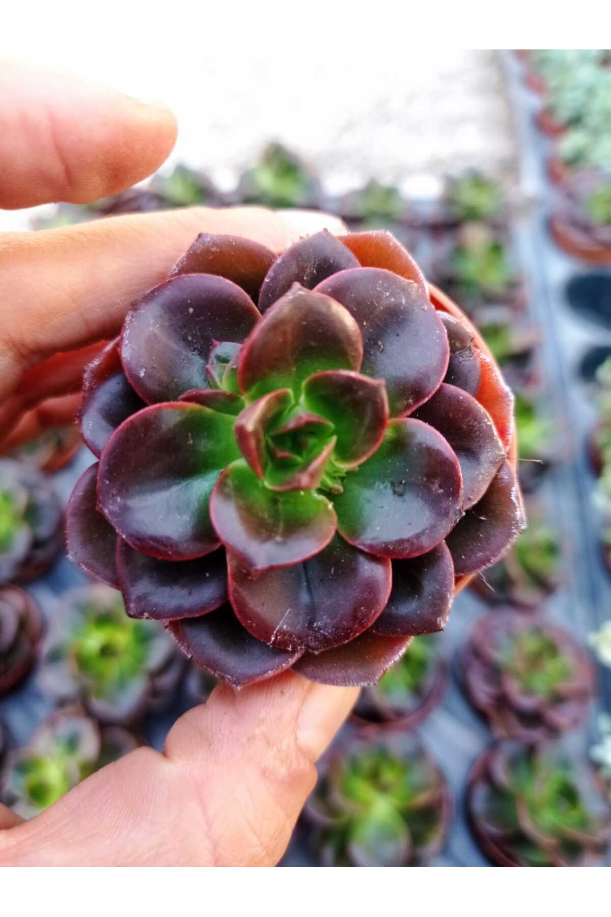 cantropikal Echeveria melaco - 5.5 cm Saksıda - Sukulent - Fiyatı
