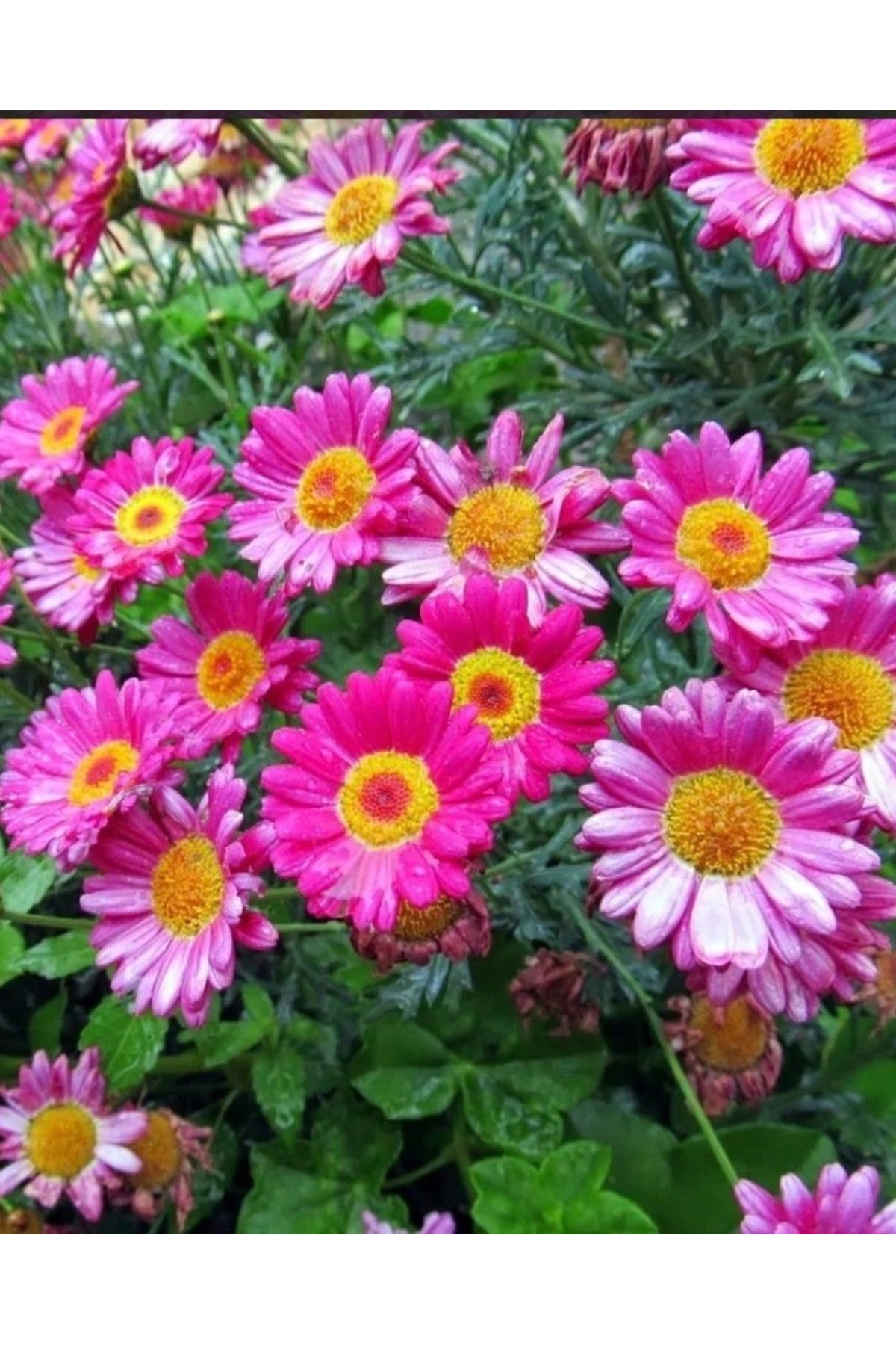 Arslanfidan Çeşme Papatyası (Argyranthemum frutescens): Balkon ve