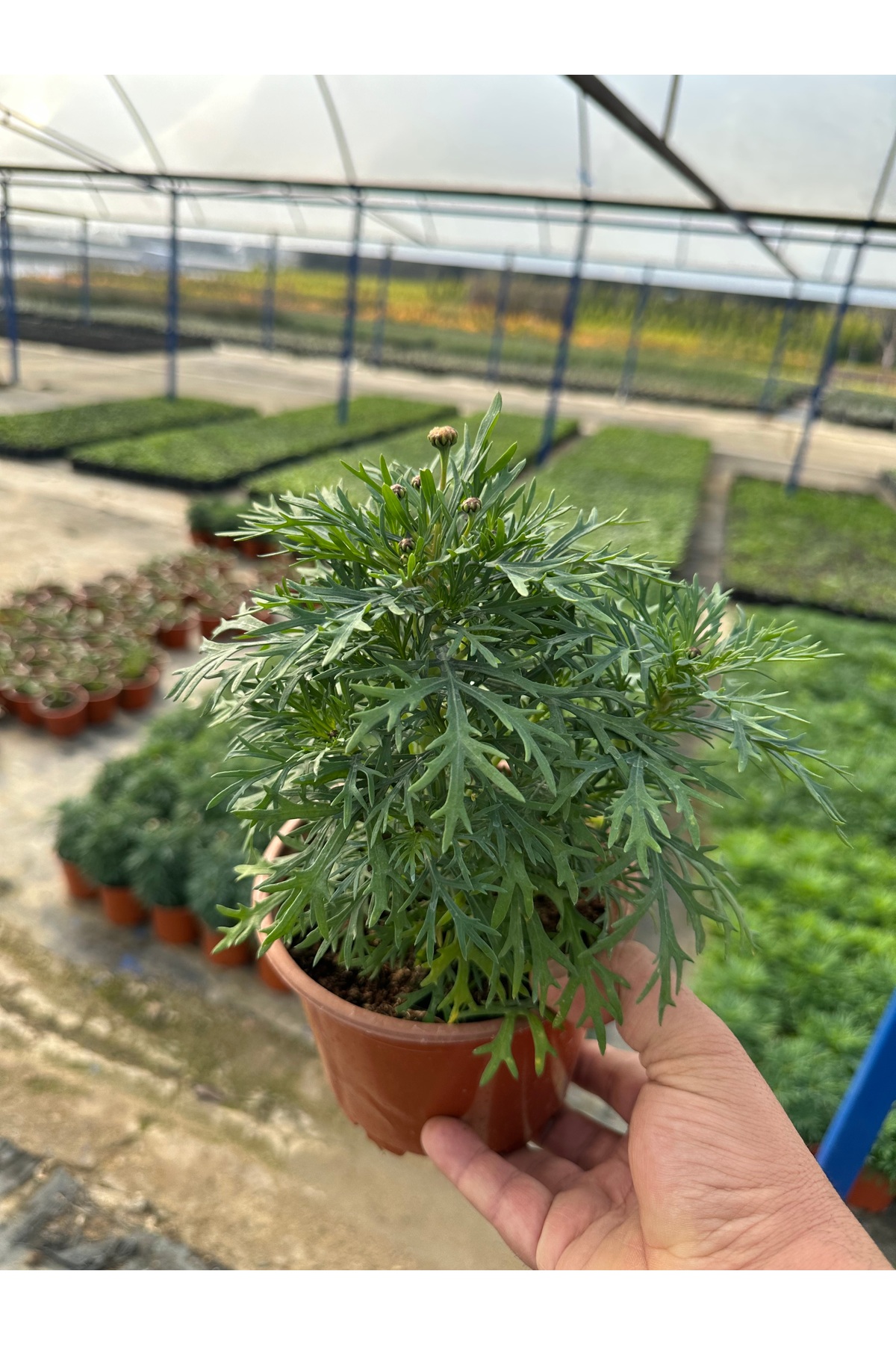 Arslanfidan Çeşme Papatyası (Argyranthemum frutescens): Balkon ve