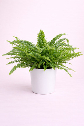 Tomurcuk Trend Nephrolepis Exaltata - Salon Eğrelti Otu