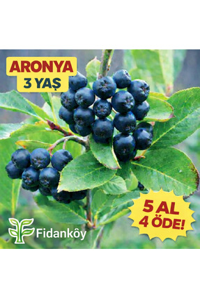 Fidan Köy Aronya buyuk tüplü bahçe kurulumuna uygun