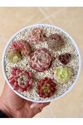 Mialys İthal Premium Sukulent Aranjmanı | Nadir Özel Türler Beyaz Saksıda Kol...