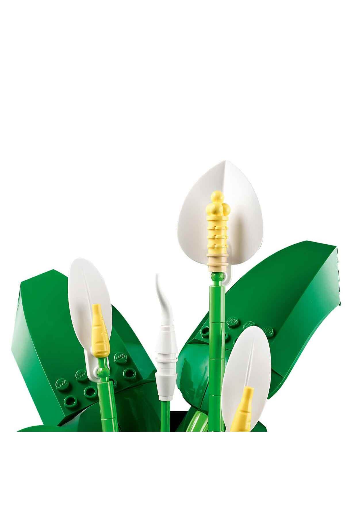 گیاهان پیس فلور ۱۱۵۰۴