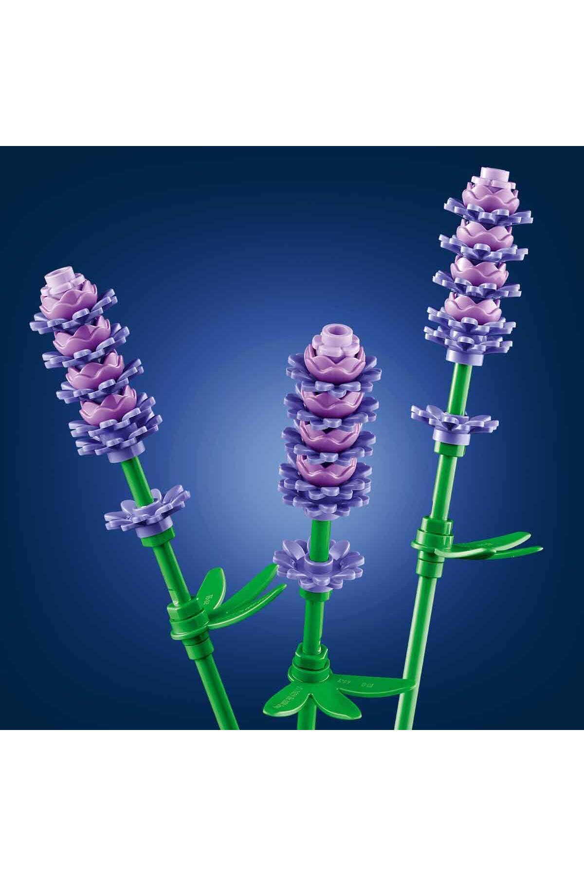 گیاه‌شناسی دِیزِی‌ها ۱۱۵۰۸