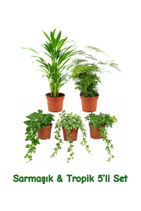 gardenkoala Sarmaşık & Tropik 5'li Bitki Seti – Hedera, Chamaedorea & Asparag...