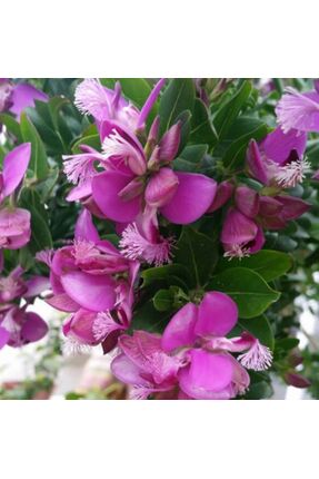 POL POLYGALA MYRTİFOLİA