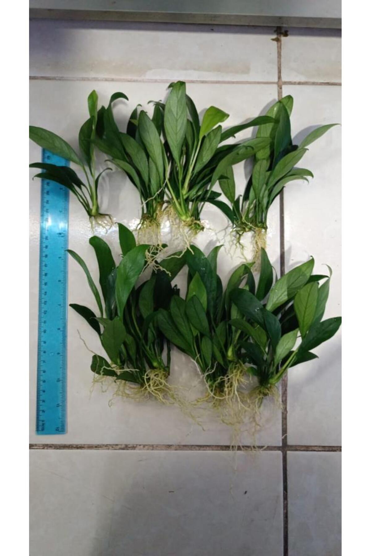 netx Bitki L016 Anubias Congensis 5-6 Yapraklı Kök Canlı Bitki - Fiyatı, Yorumları