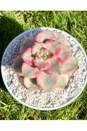 Mialys İthal Sukulent ‘Purple Delight Variegata’ – Kore Koleksiyonluk Özel Tü...