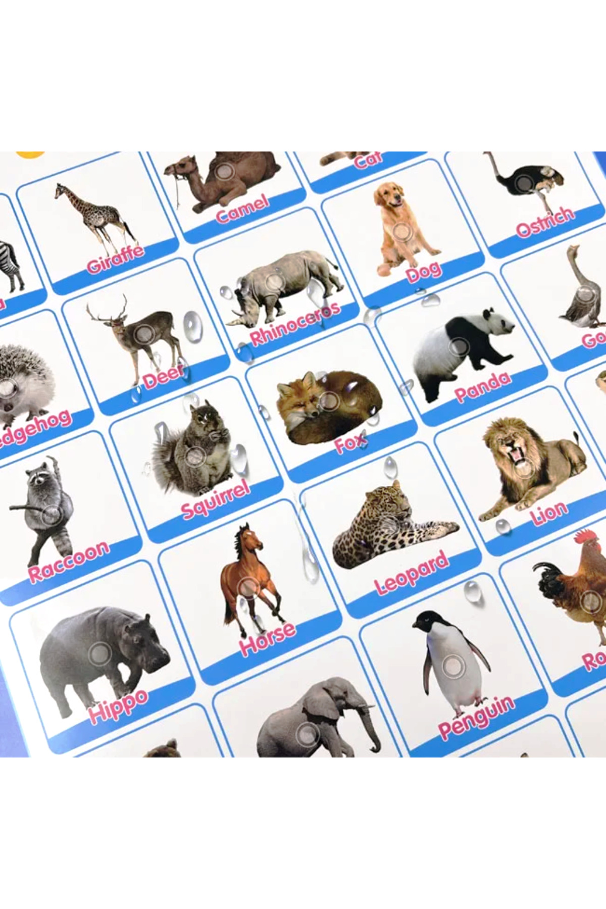 TALOO sesli kitaplar Animals İngilizce Konuşan Sesli Poster fotoğrafı 2 (önizleme)